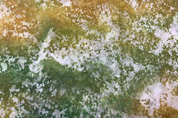 Tengu Paper Mugen 2025 Winter 02 Bushy path